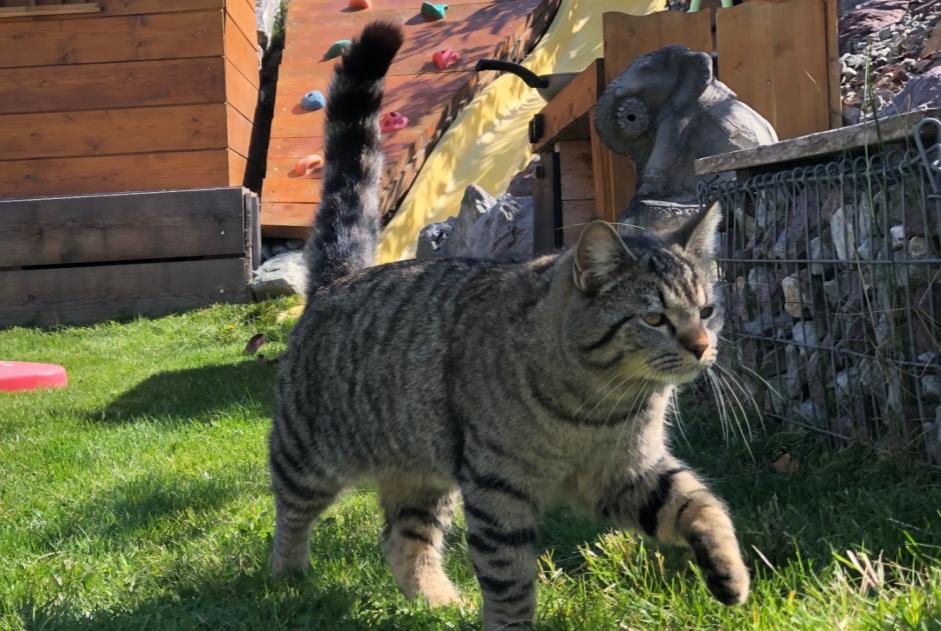 Vermisstmeldung Katze  Männliche , 4 jahre Collonges Schweiz