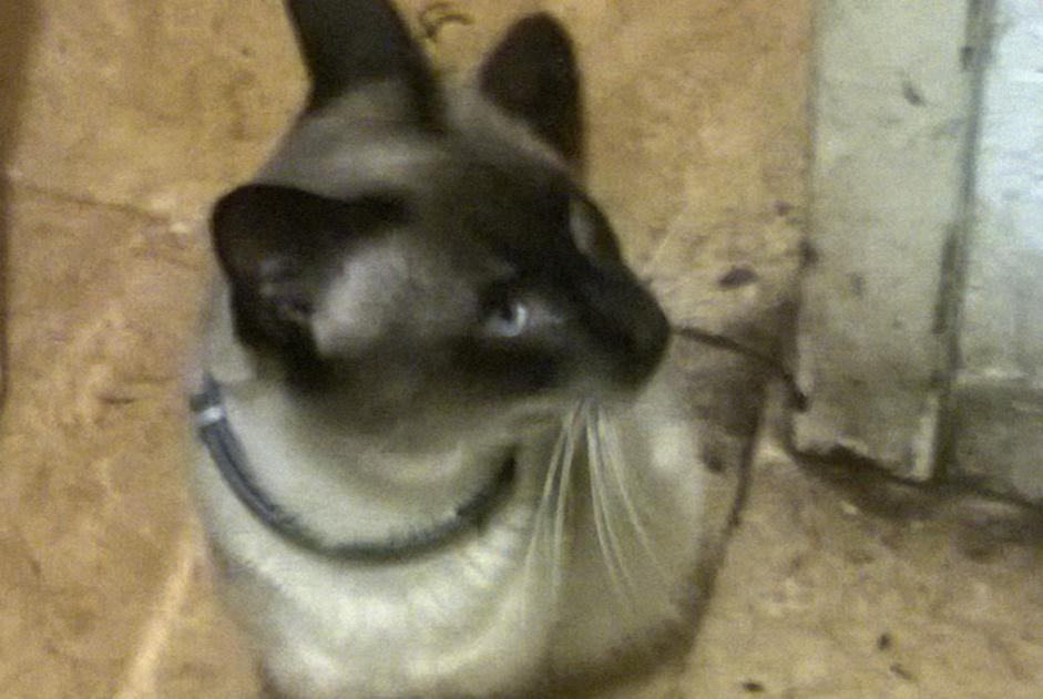 Vermisstmeldung Katze  Männliche , 4 jahre Cleon Frankreich