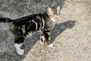 Fundmeldung Katze Unbekannt Triel-sur-Seine Frankreich