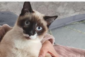 Vermisstmeldung Katze  Männliche , 1 jahre Persan Frankreich