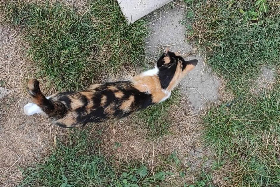 Vermisstmeldung Katze Weiblich , 6 jahre Seraing Belgien
