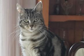 Vermisstmeldung Katze  Weiblich , 2 jahre Orthez Frankreich
