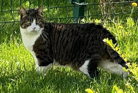 Vermisstmeldung Katze  Weiblich , 12 jahre Lucan Irland