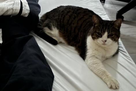 Vermisstmeldung Katze  Weiblich , 12 jahre Lucan Irland