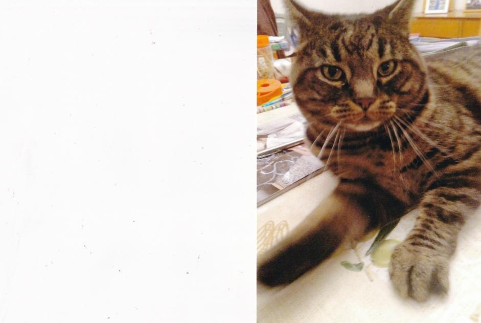 Vermisstmeldung Katze  Männliche , 5 jahre La Grande Béroche Schweiz