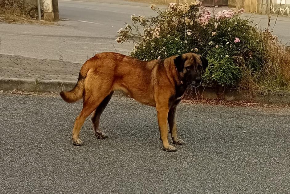 Fundmeldung Hund Weiblich Arganil Portugal