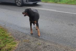 Fundmeldung Hund  Männliche Lavau-sur-Loire Frankreich