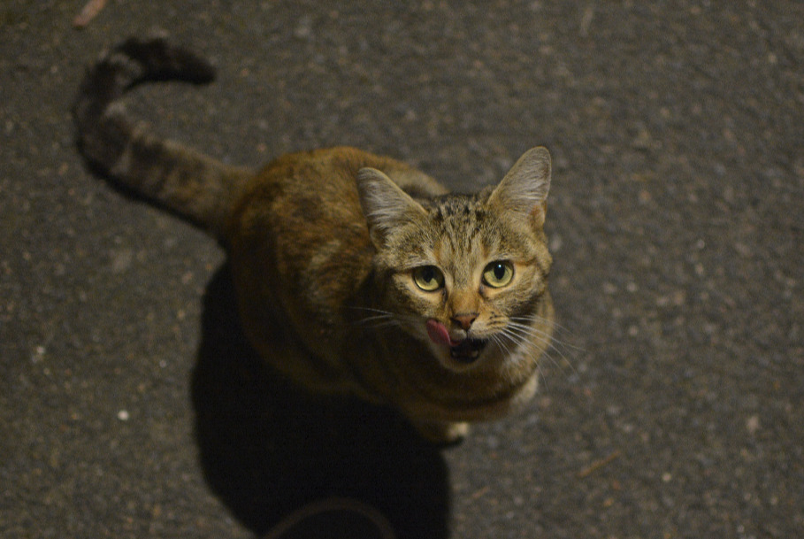 Fundmeldung Katze Unbekannt Tours Frankreich