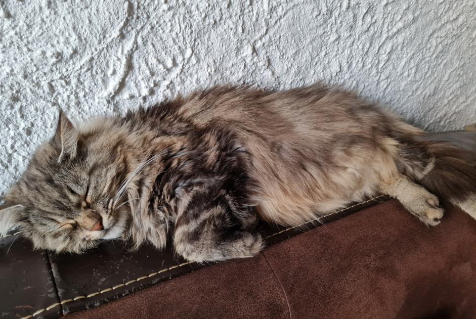 Vermisstmeldung Katze Weiblich , 9 jahre Montargis Frankreich