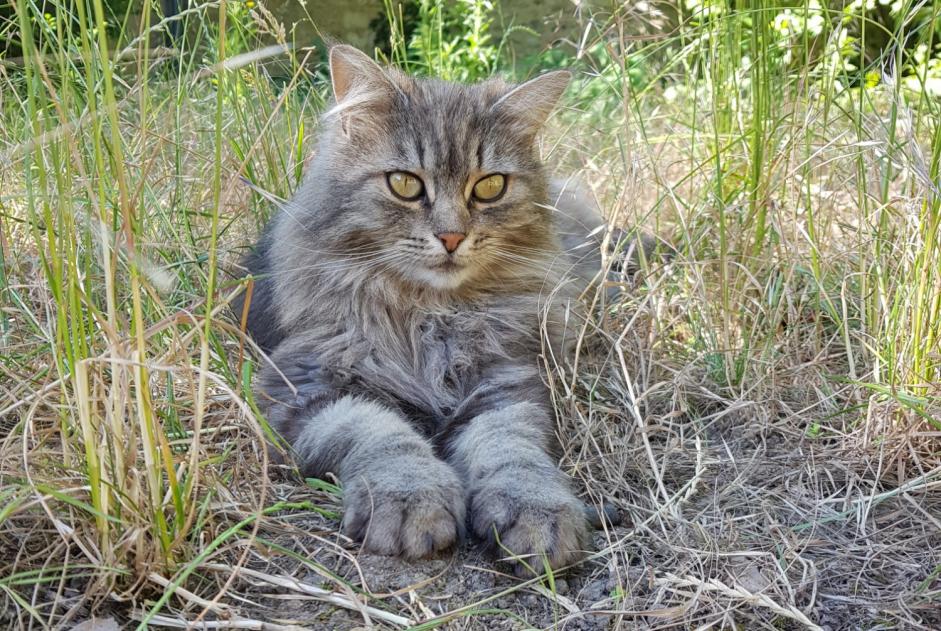 Vermisstmeldung Katze Weiblich , 9 jahre Montargis Frankreich