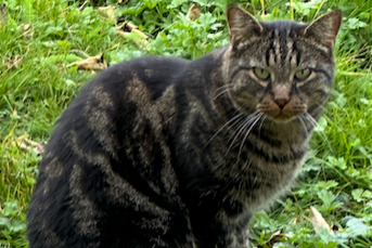 Fundmeldung Katze Unbekannt Savigny Schweiz