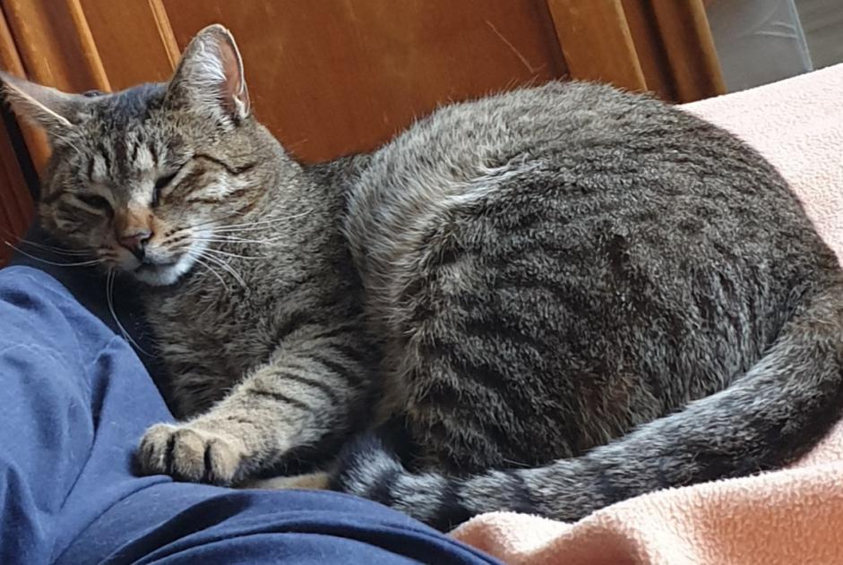 Vermisstmeldung Katze Männliche , 4 jahre Saumur Frankreich