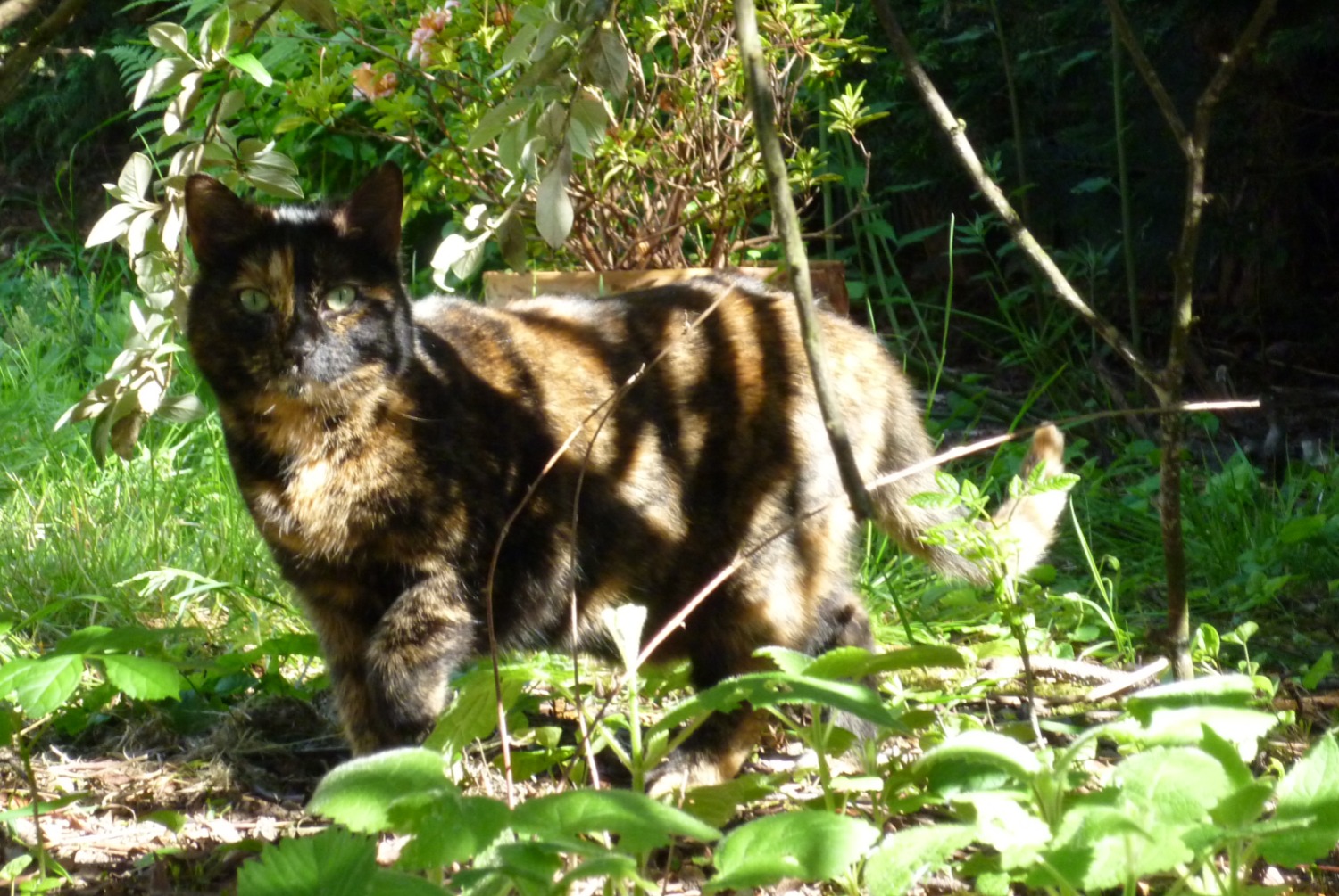 Vermisstmeldung Katze Weiblich , 12 jahre Pontault-Combault Frankreich