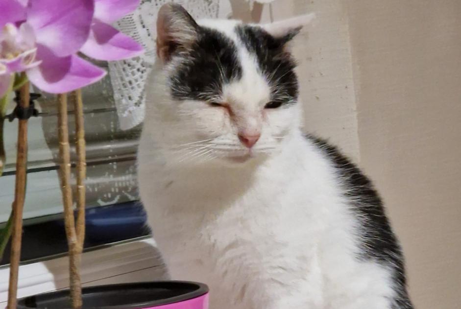 Vermisstmeldung Katze Männliche , 5 jahre Belfort Frankreich