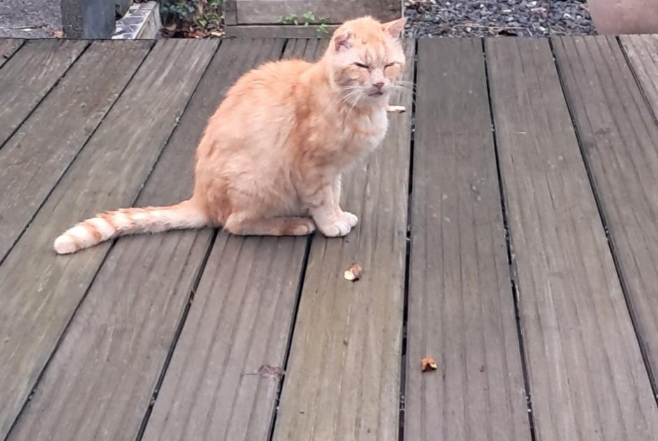 Fundmeldung Katze Männliche L'Isle-d'Espagnac Frankreich