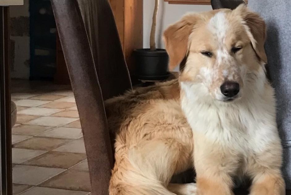 Vermisstmeldung Hund rassenmischung Weiblich , 0 jahre Saint-Agrève Frankreich