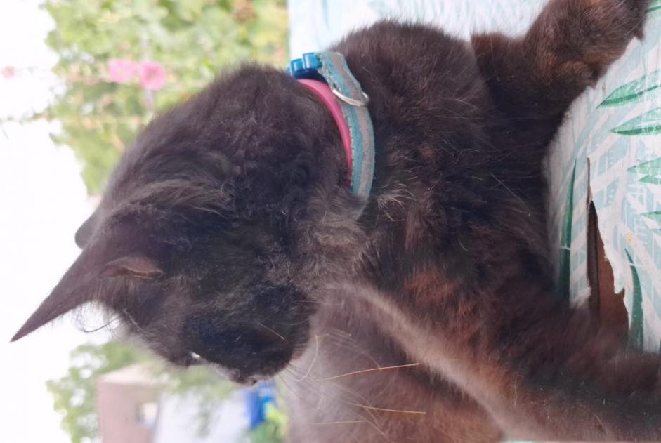 Vermisstmeldung Katze  Männliche , 2 jahre Rosny-sur-Seine Frankreich