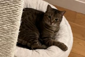 Vermisstmeldung Katze Weiblich , 8 jahre Neuilly-sur-Seine Frankreich