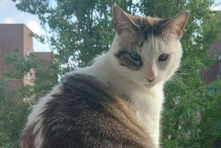 Vermisstmeldung Katze Männliche , 5 jahre Trébeurden Frankreich