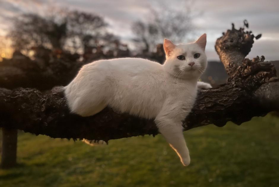 Vermisstmeldung Katze  Weiblich , 6 jahre Menthonnex-en-Bornes Frankreich