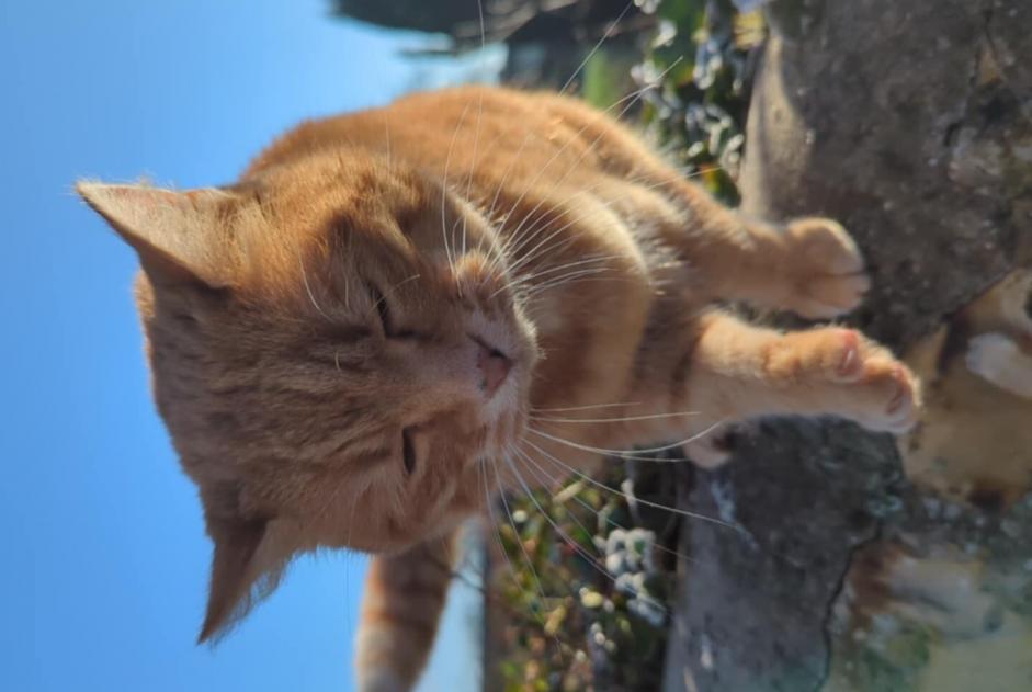 Fundmeldung Katze Unbekannt Saint-Léonard Frankreich