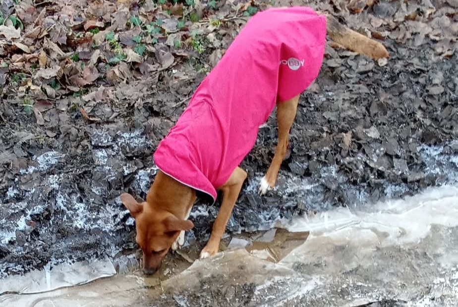 Vermisstmeldung Hund rassenmischung Weiblich , 2 jahre Houdemont Frankreich