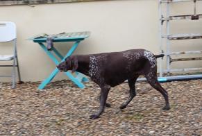 Fundmeldung Hund  Weiblich Estrées-Saint-Denis Frankreich