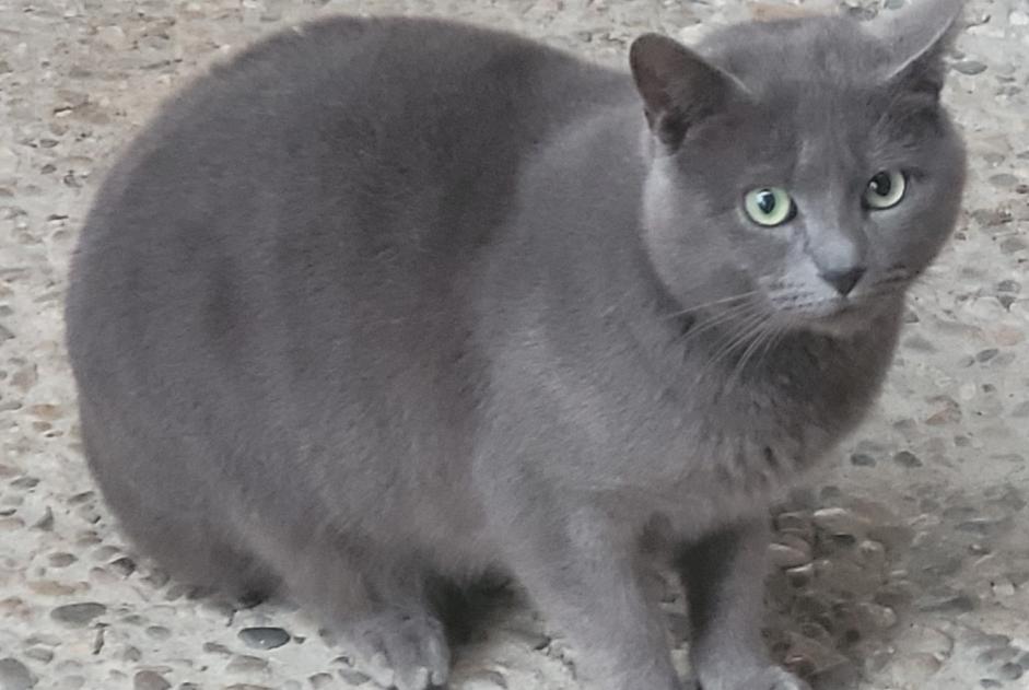 Fundmeldung Katze rassenmischung Männliche Clairac Frankreich