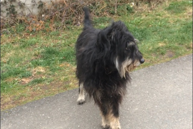 Fundmeldung Hund rassenmischung Männliche , 7 Jahre Saint-Jean-Soleymieux Frankreich