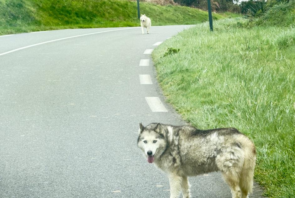 Fundmeldung Hund  Unbekannt Saint-Laurent-Bretagne Frankreich