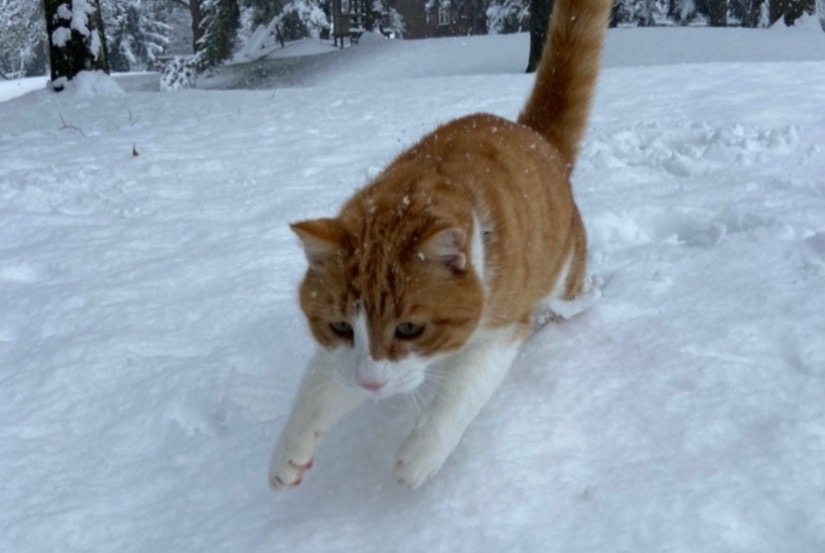 Disappearance alert Cat Male , 8 years Fribourg Switzerland