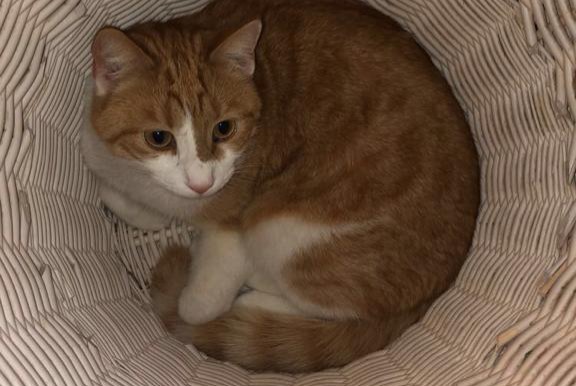 Disappearance alert Cat Male , 8 years Fribourg Switzerland