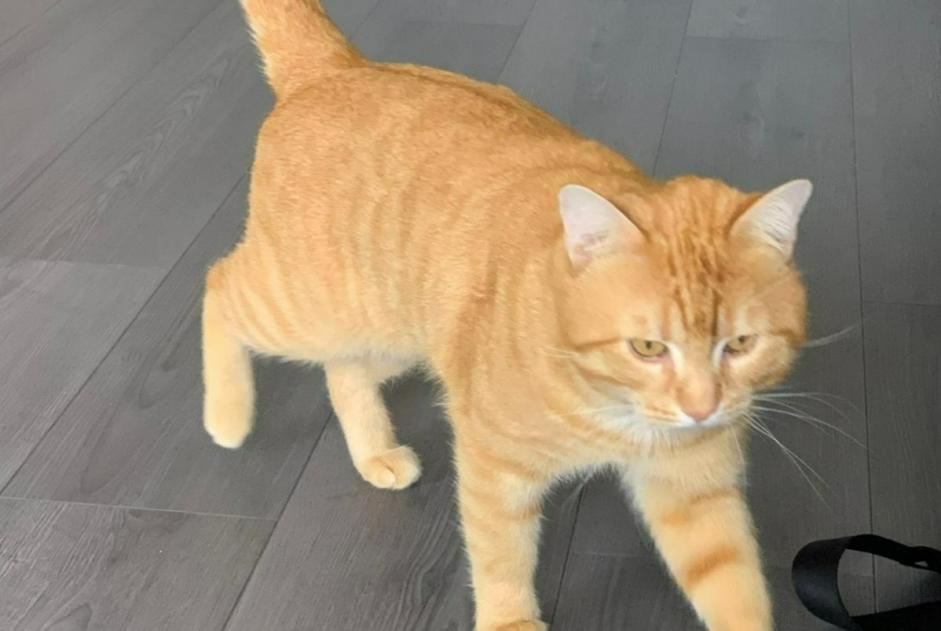Discovery alert Cat Male , 2 years Ollioules France