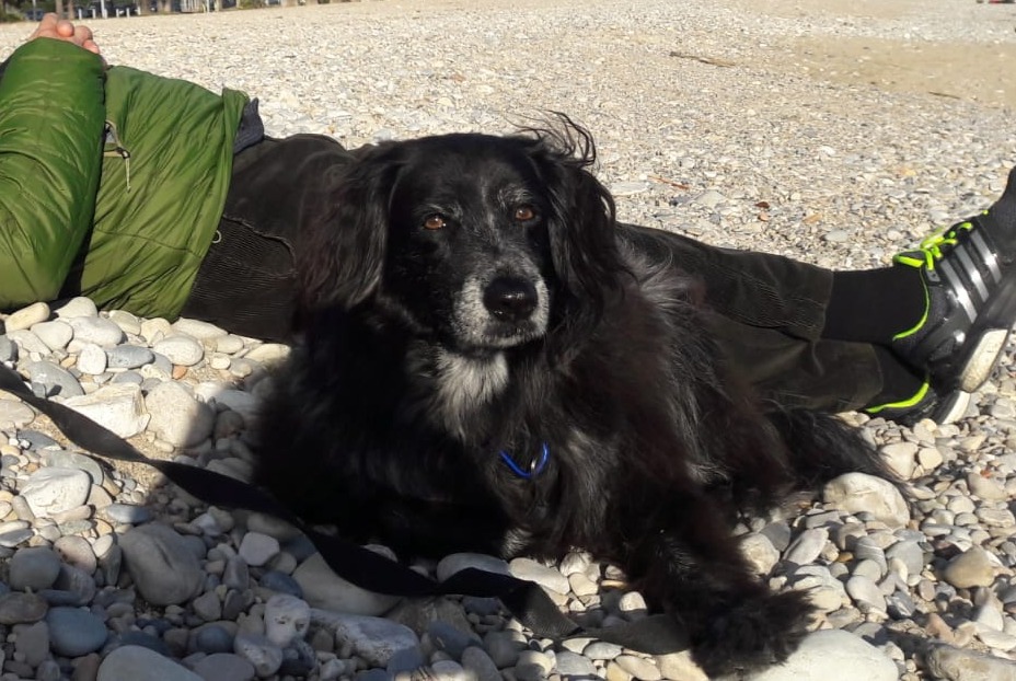 Disappearance alert Dog  Female , 12 years Villeneuve-Loubet France