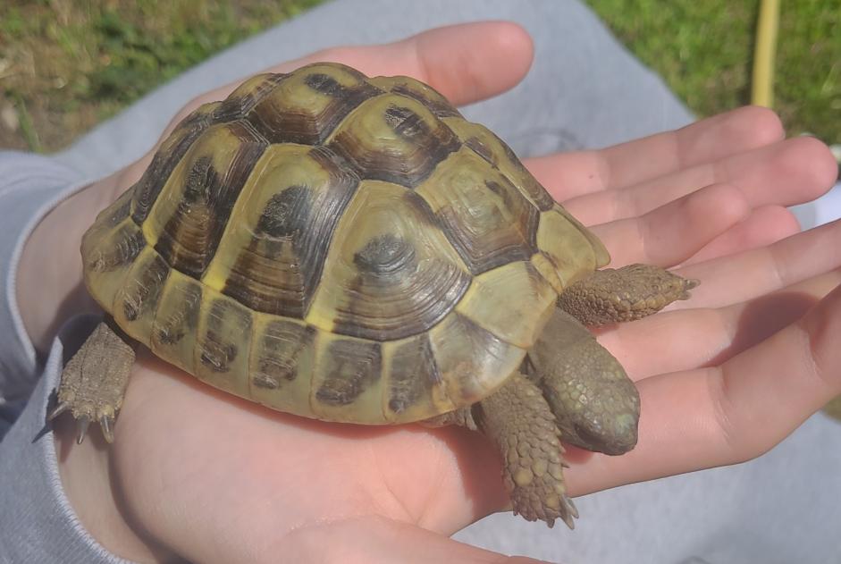 Discovery alert Tortoise Unknown Lorient France