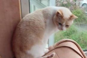 Disappearance alert Cat Male , 11 years Brest France