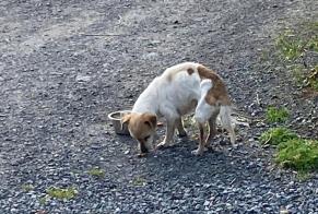 Discovery alert Dog Male Antoing Belgium