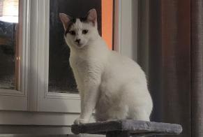 Disappearance alert Cat Female , 1 years Sotteville-lès-Rouen France