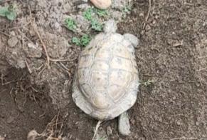Disappearance alert Tortoise Male , 2024 years Villenave-d'Ornon France