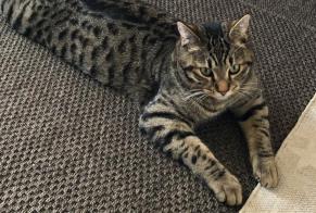 Disappearance alert Cat  Male , 1 years Villaz Switzerland