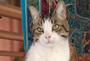 Disappearance alert Cat Female , 9 years Sucy-en-Brie France