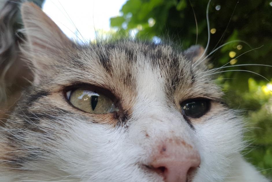 Disappearance alert Cat  Male , 12 years Orléans France