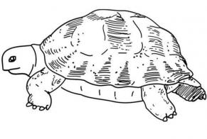 Discovery alert Tortoise Unknown Saint-Pierre-du-Mont France