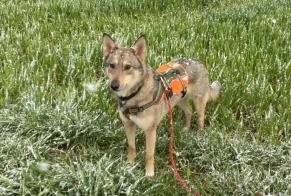 Disappearance alert Dog miscegenation Female , 4 years Haut-Intyamon Switzerland