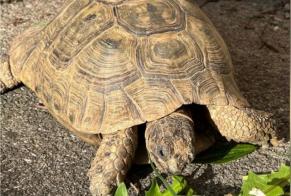 Disappearance alert Tortoise Female , 2024 years Renens Switzerland