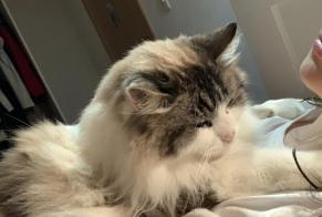Disappearance alert Cat miscegenation Male , 18 years Martigny Switzerland