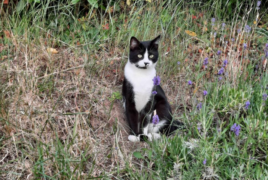 Disappearance alert Cat  Male , 3 years Saint-Nazaire France
