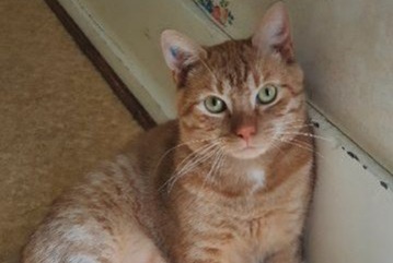 Disappearance alert Cat Male , 3 years Dardilly France