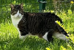 Disappearance alert Cat  Female , 12 years Lucan Ireland