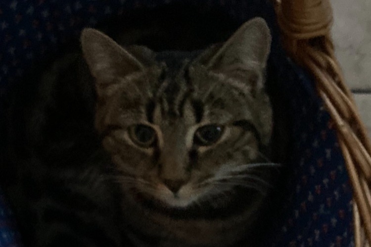 Disappearance alert Cat miscegenation Female , 2 years Tentlingen Switzerland